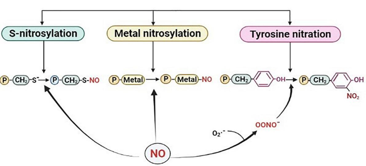 Fig.1 Schematic of nitrosylation