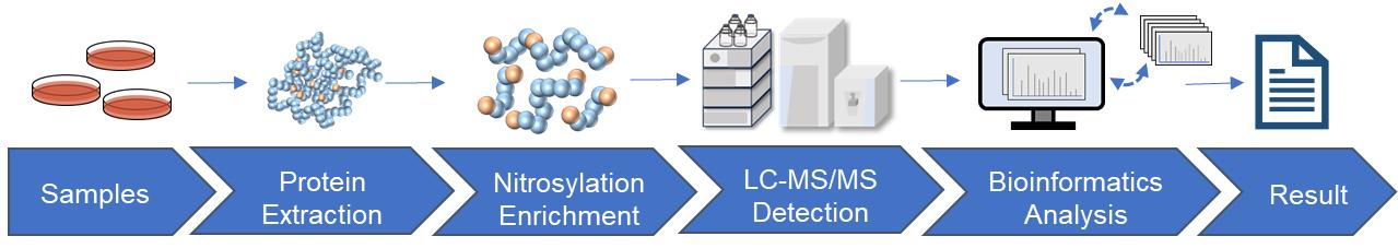 Fig.2 Nitrosylation analysis workflow