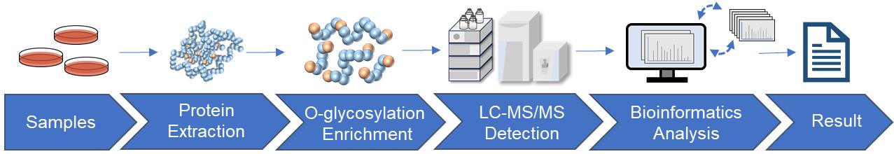 Fig.2 O-glycosylation analysis workflow