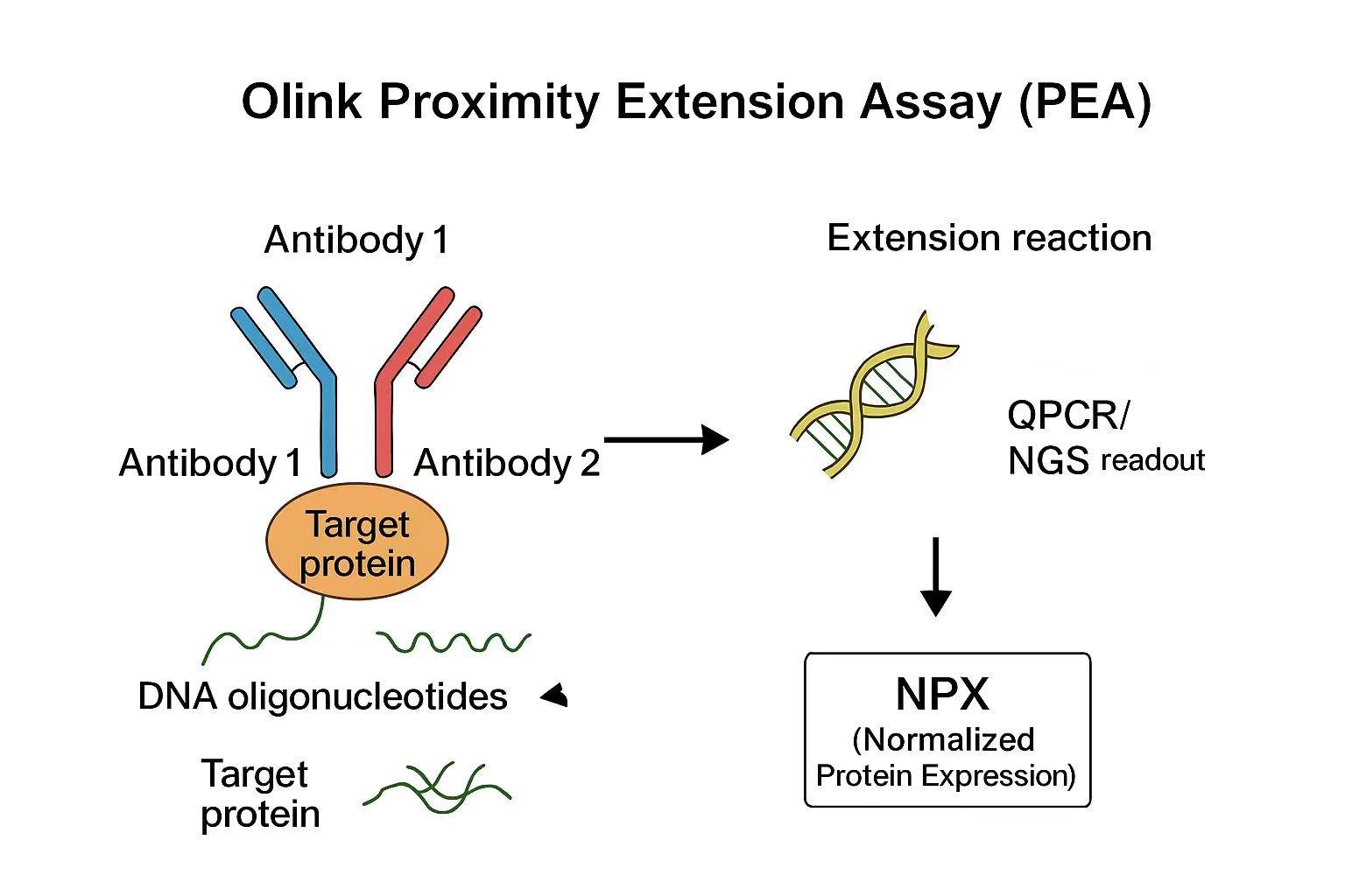 Figure 1.Illustration of the PEA mechanism.