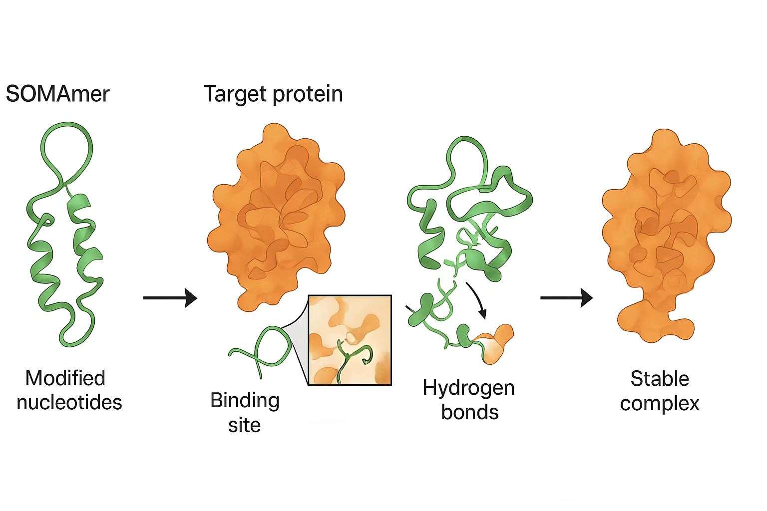 Figure 2.Schematic of SOMAmer–protein binding.