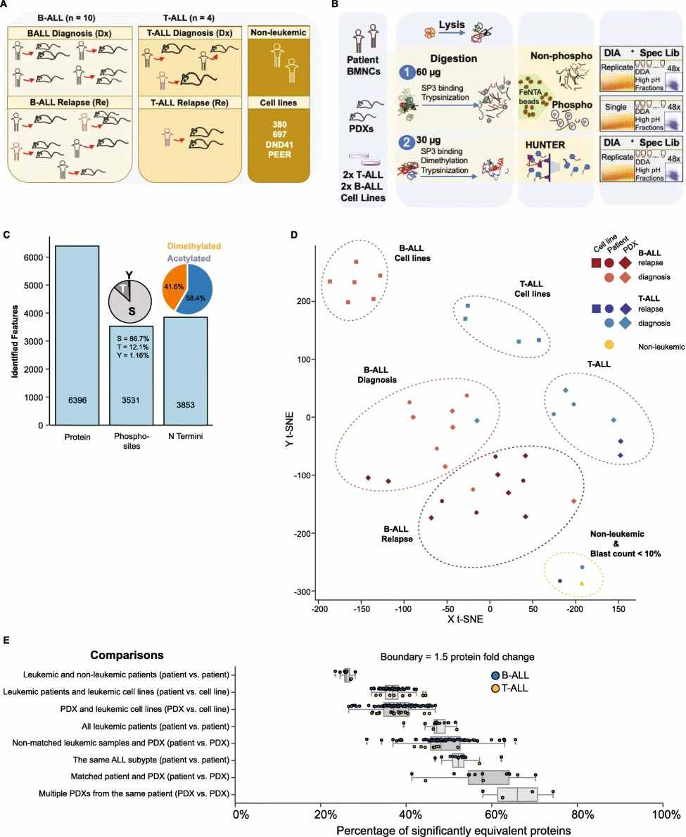 Proteomics stratifies subtypes of ALL.