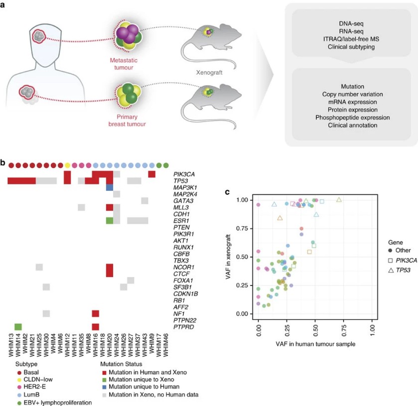 Human breast cancer was modeled using patient derived xenografts.