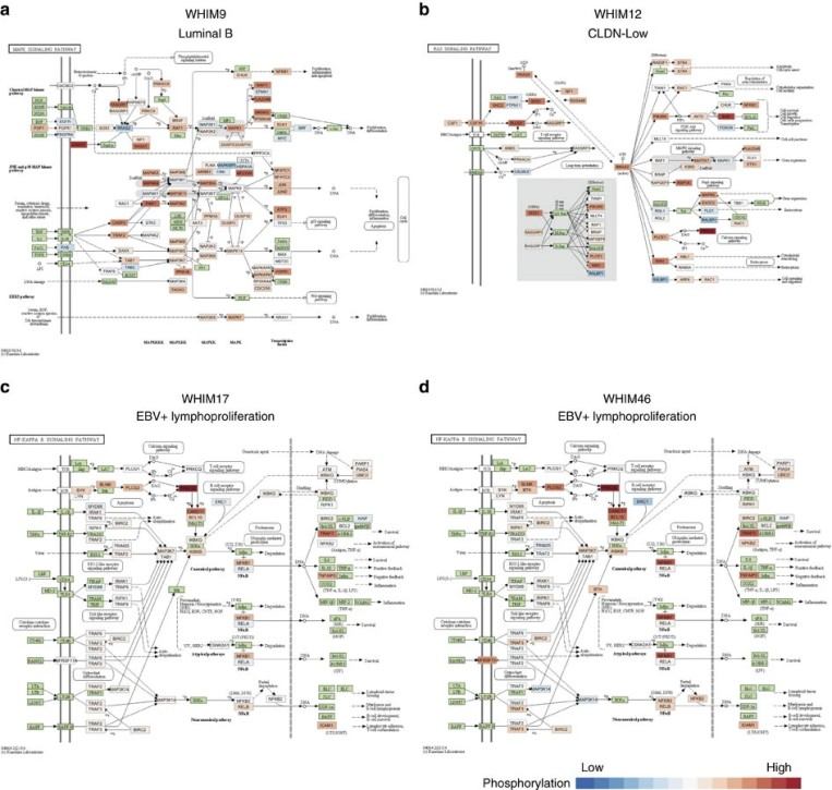 Results of pathway phosphorylation enrichment analysis. 