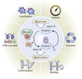 Fig.1 Schematic of phosphorylation