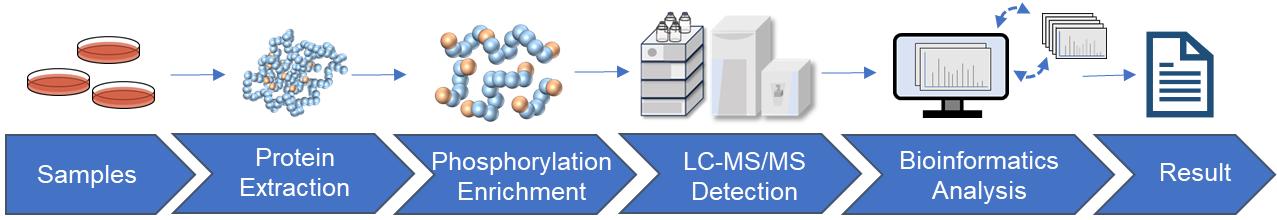 Fig.2 Phosphorylation analysis workflow