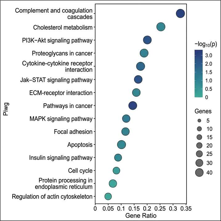 KEGG pathway enrichment and GO biological process bubble plot — bioinformatics deliverable from discovery proteomics