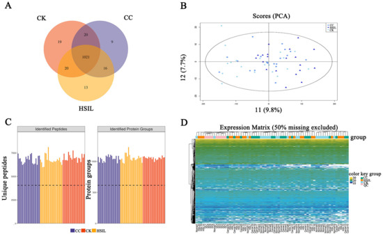 KEGG pathway enrichment in DIA plasma proteomics of cervical cancer — complement coagulation and IL-17 pathway DEPs
