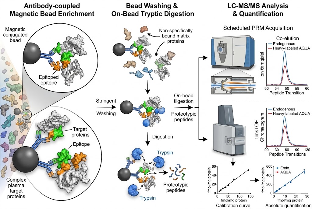 Immunoaffinity-LC-MS/MS quantification workflow illustrating antibody-based enrichment from complex biological matrices with magnetic bead capture, on-bead digestion, and high-resolution PRM detection on Orbitrap and timsTOF platforms