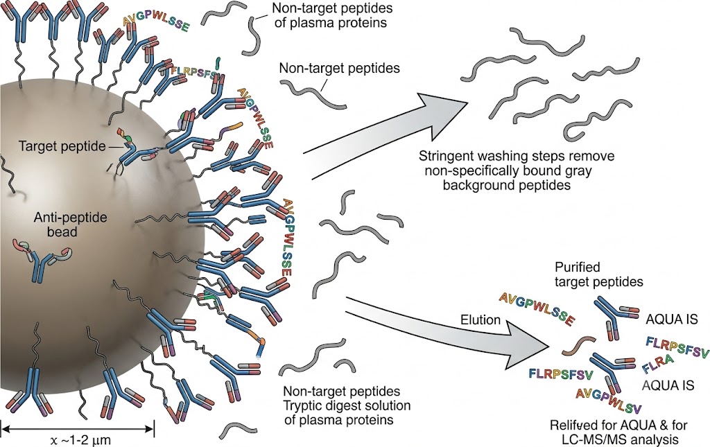Immunoaffinity enrichment principle showing anti-peptide antibody-conjugated magnetic beads capturing target peptides from a complex tryptic digest of plasma proteins with stringent washing steps