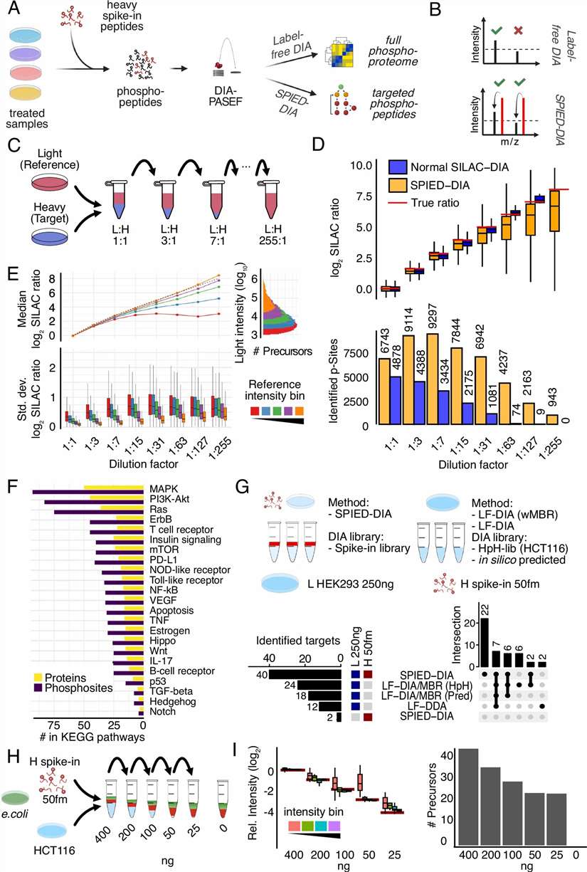 SPIED-DIA phosphoproteomics workflow showing spike-in of heavy labeled phosphopeptide standards with DIA-MS acquisition for drug MoA profiling