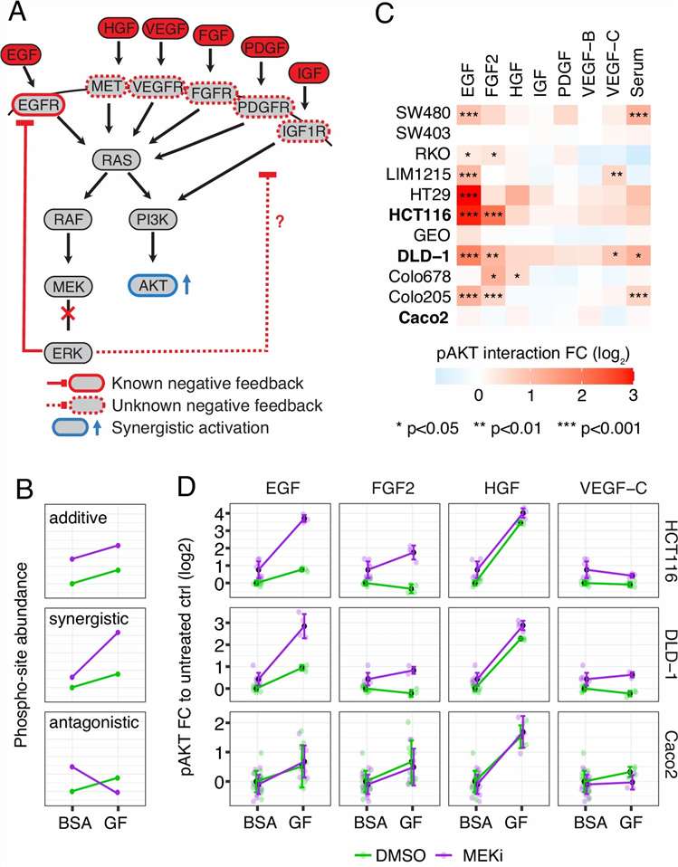 MEK inhibition phosphoproteomic response data showing regulated phosphosite heatmap, JNK pathway activation, and compensatory signaling model