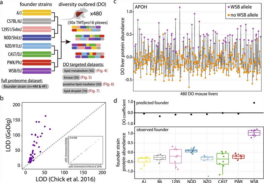 Case study data: pQTL analysis across 480 Diversity Outbred mouse livers from Yu et al. 2023 showing novel pQTL identification and statistical confidence improvement