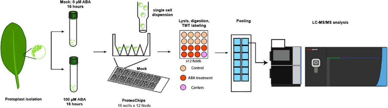 Experimental workflow of single-protoplast proteomics.