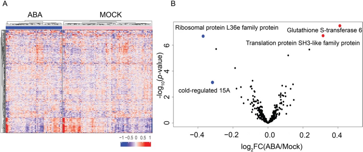 Unsupervised hierarchical clustering of single protoplasts in each condition.