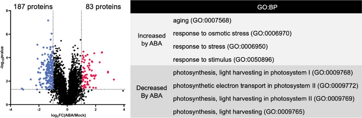 Volcano plot and GO:BP terms.
