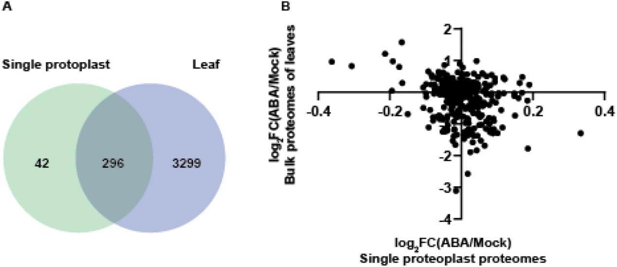 Comparison of single-cell proteomics analysis and bulk leaf proteomics analysis results.