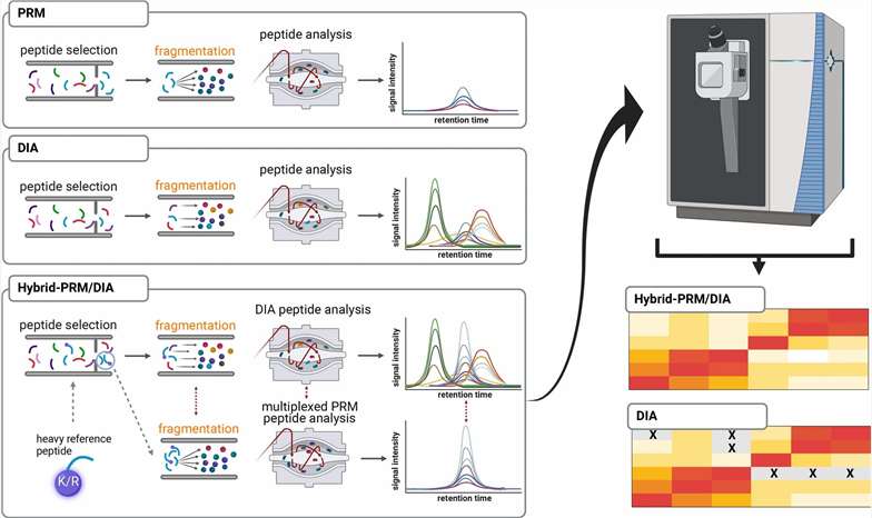 Case study: hybrid-PRM/DIA workflow schematic from Goetze et al. 2024 showing the intelligent data acquisition strategy combining multiplexed parallel reaction monitoring with data-independent acquisition