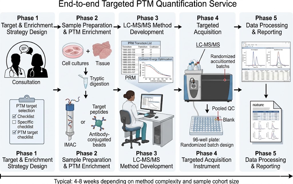 Targeted PTM quantification workflow diagram showing PRM/MRM LC-MS/MS pipeline with PTM enrichment steps