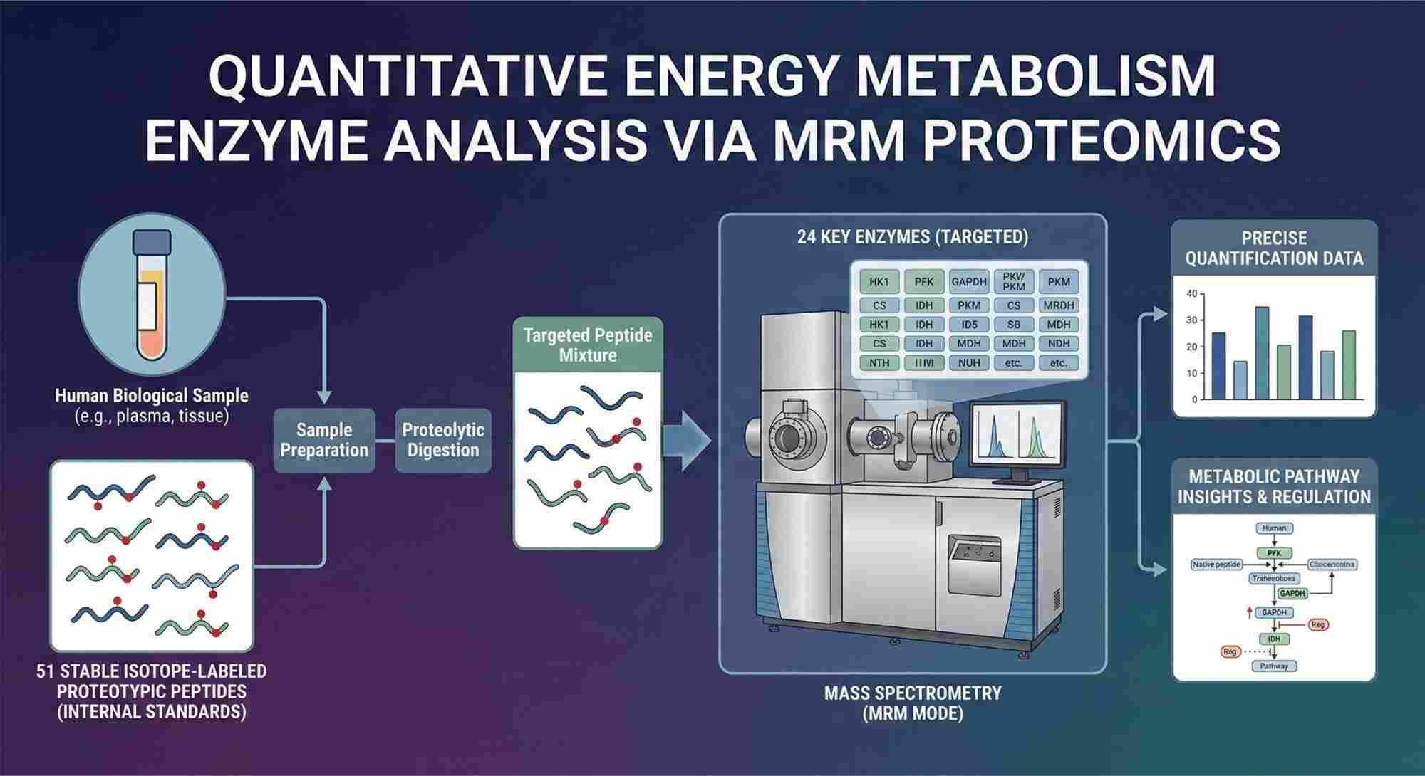 Quantitative analysis of human energy metabolism enzymes.