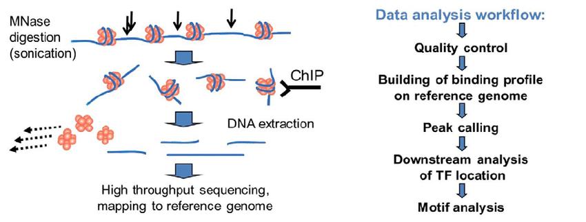 Fig. 1. Schematic of ChIP-Seq