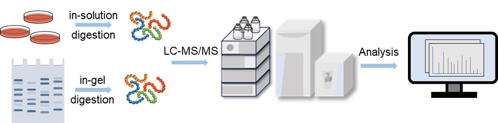 Fig. 1. Protein identification workflow