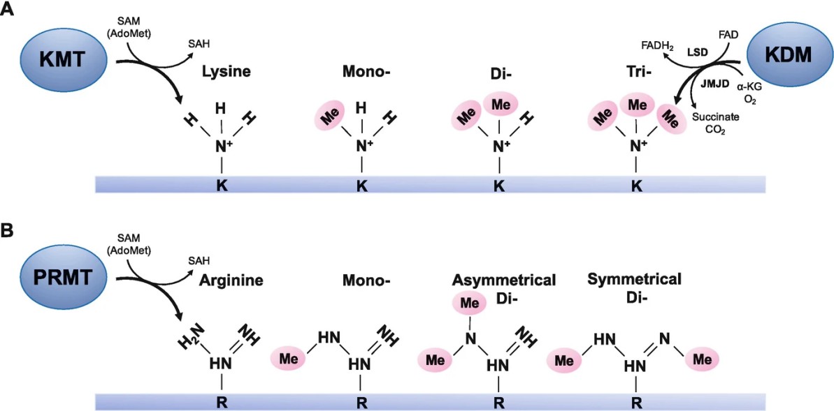 Mechanism of lysine and arginine methylation.