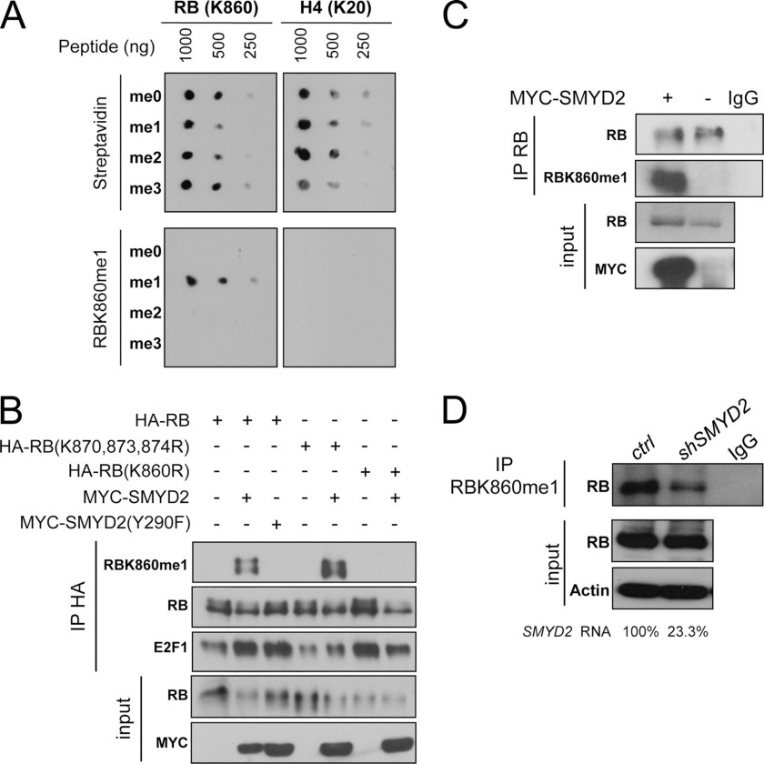 Methylation of human RB by SMYD2.