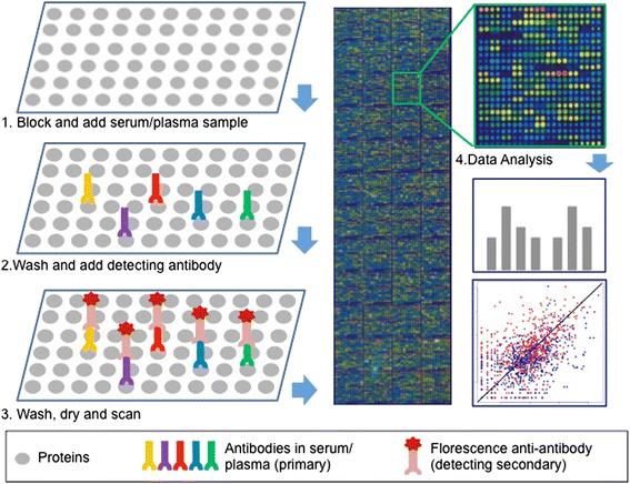 Fig 2. Protein microassay workflow