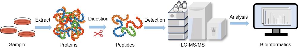 Fig. 1. Protein profiling analysis workflow