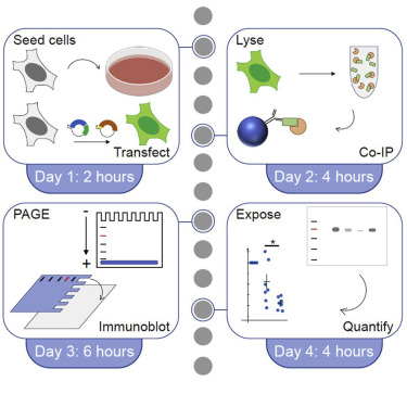 Fig. 2. Co-IP workflow