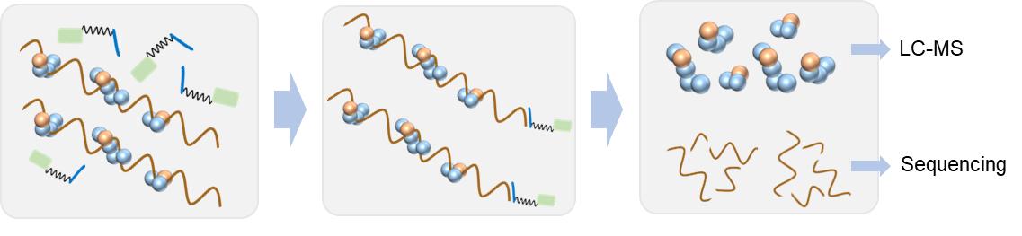 Fig. 1. Schematic of protein-RNA interaction analysis