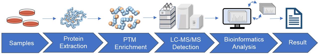 Fig.2 Workflow of PTM quantitative analysis