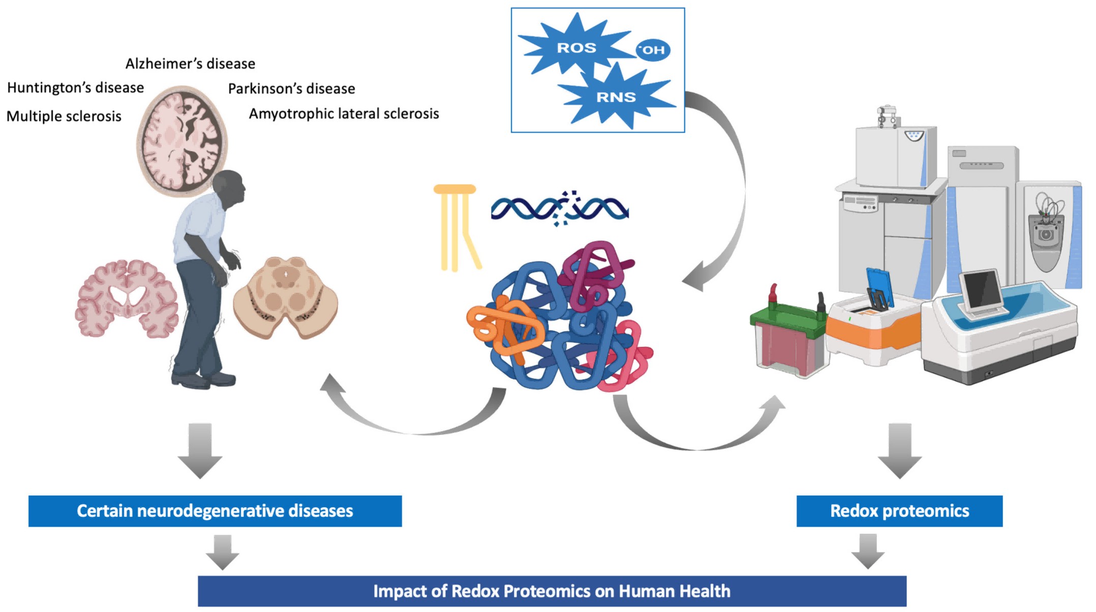 Impact of redox proteomics on human health.