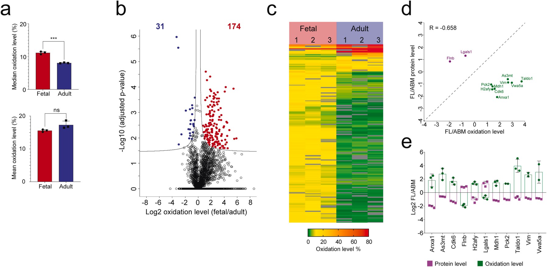 Fetal cysteine proteins in HSPCs.