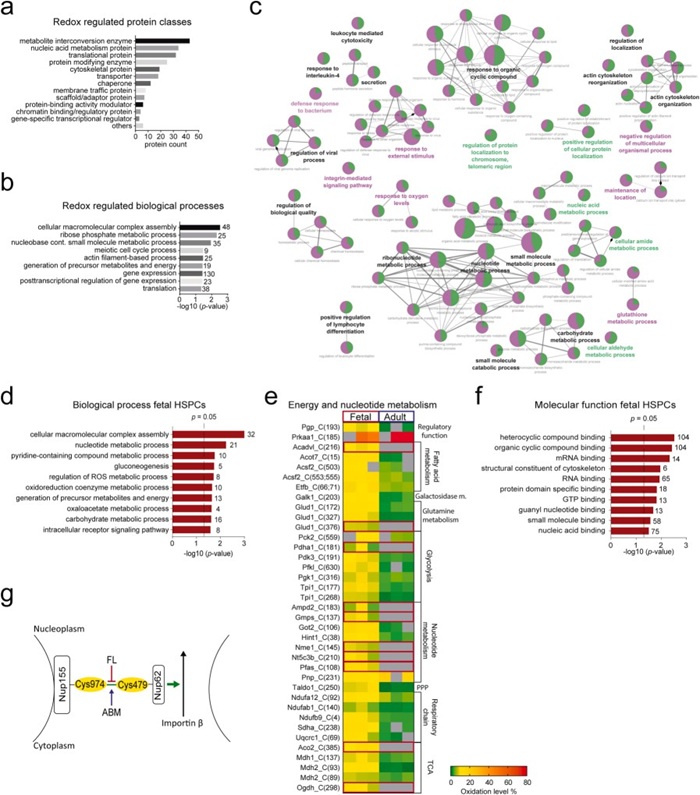 Redox modulation of HSPC proteins.
