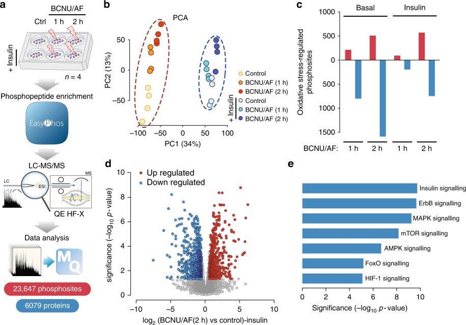 Oxidative stress-regulated phosphoproteome.