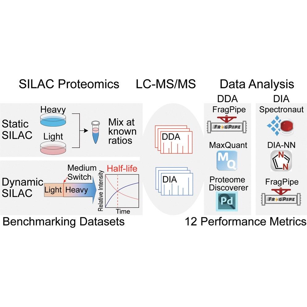 Workflow and data analysis platforms for SILAC proteomics.