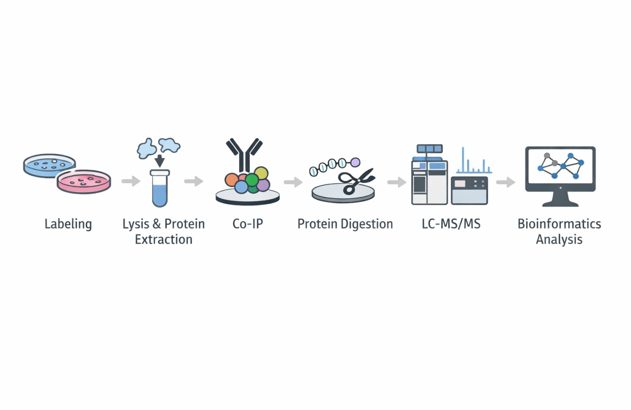 Quantitative MS peaks of proteins.