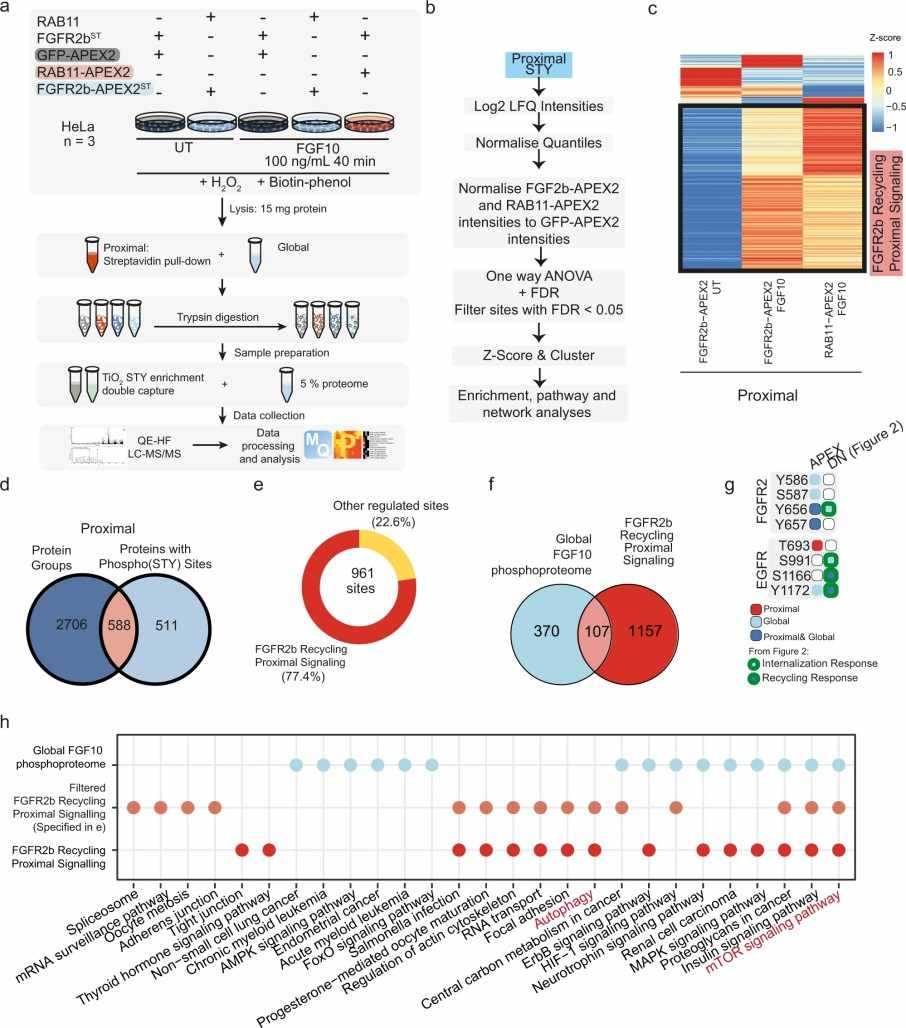 Spatial proteomics and phosphoproteomics reveal regulation of mTOR signalling and autophagy.