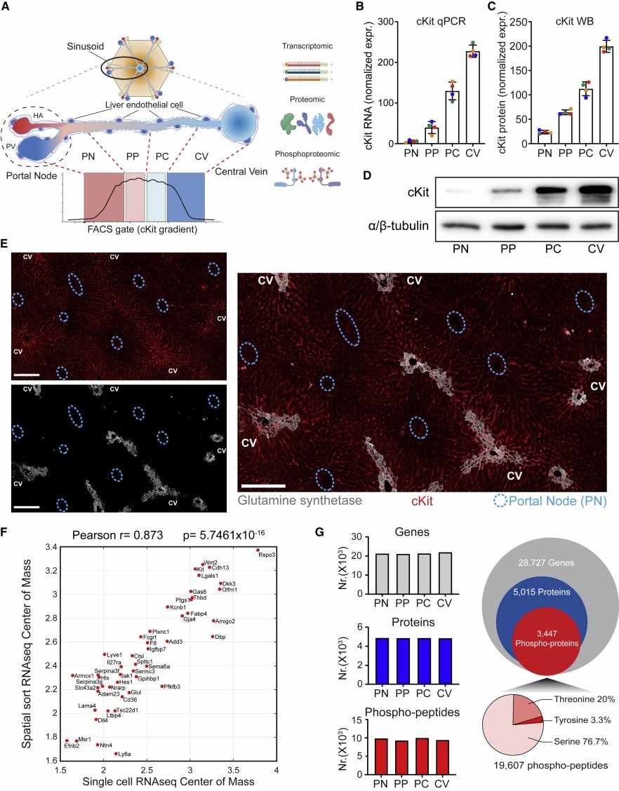 Spatial phosphoproteomic of the liver endothelium.