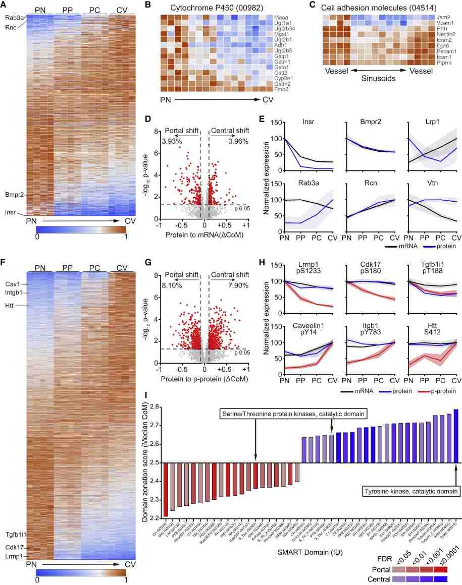 Spatial proteomics revealed differential phosphorylation in liver vasculature