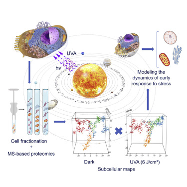 Fig.1 Schematic of spatial proteomics