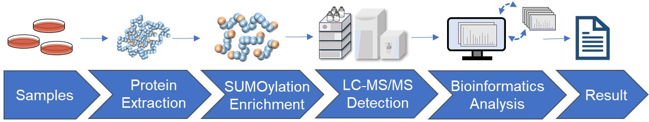 Fig.2 SUMOylation analysis workflow