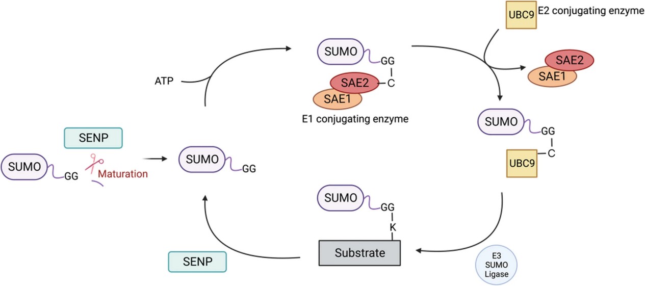 Processing of SUMOylation.