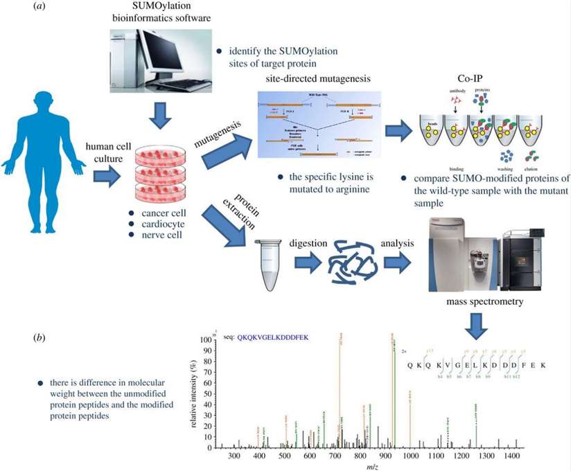 Methods for identify SUMOylation.