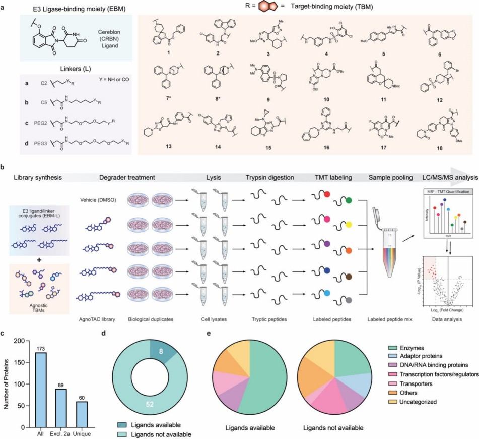 Chemical proteomic for the degradable proteome. 
