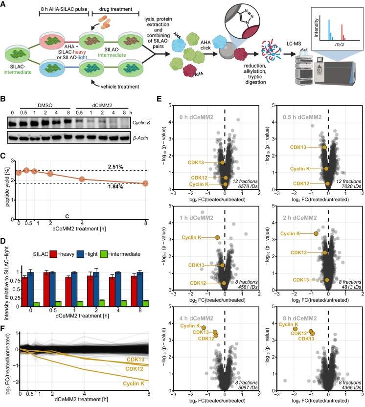 Results of degradome proteomics by DegMS.