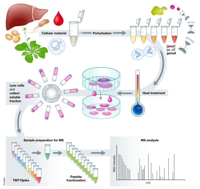 Experimental setup of TPP.