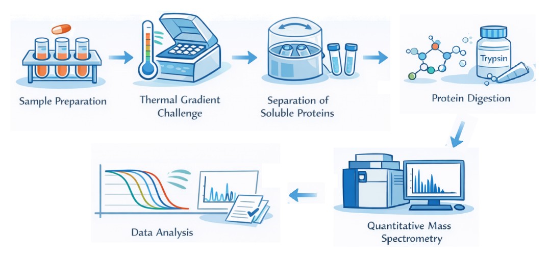 Workflow of thermal proteome profiling.